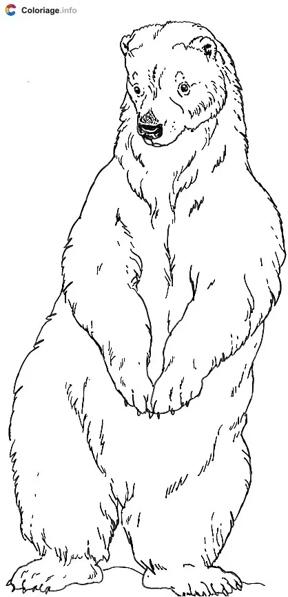 Coloriage Un ours debout sur ses deux pattes arrières - Ours à imprimer