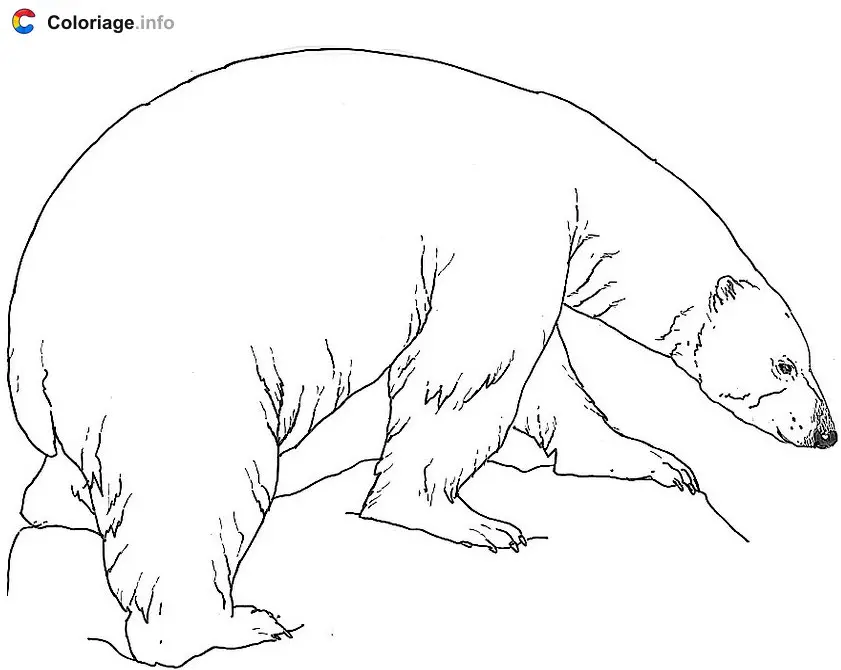 Coloriage Un ours polaire sur la glace - Ours à imprimer