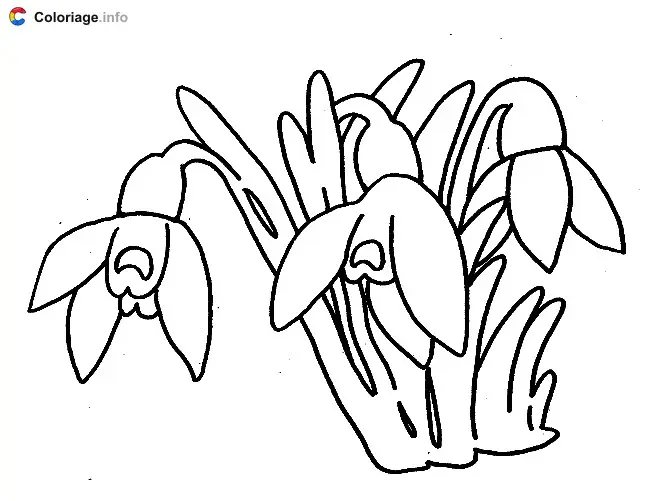 Coloriage Un perce-neige fleuri en hiver - Plantes à imprimer