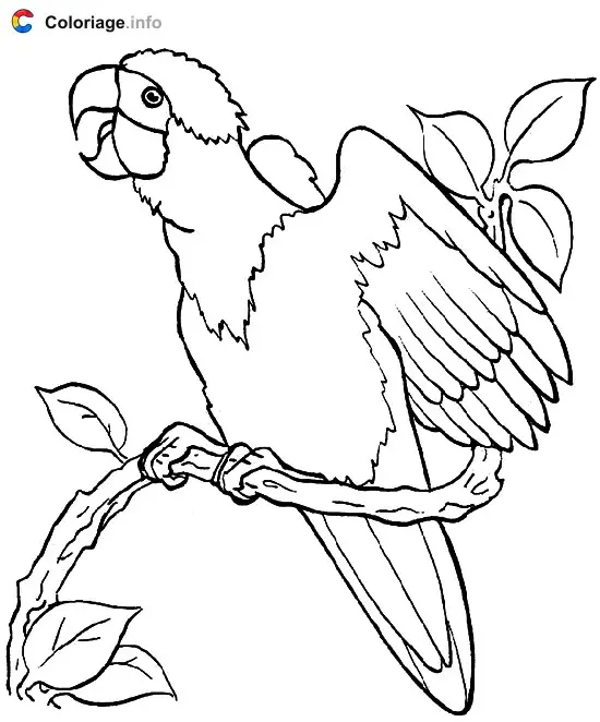 Parrot on a Branch coloring page to print