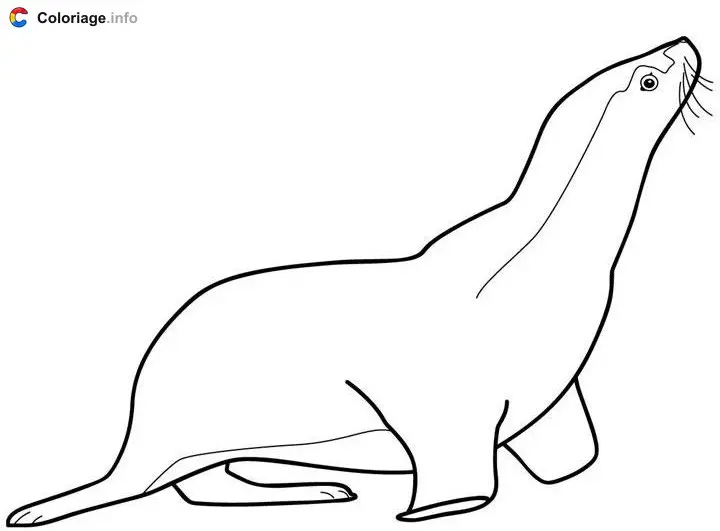 Coloriage Un phoque du pôle nord - Phoque à imprimer
