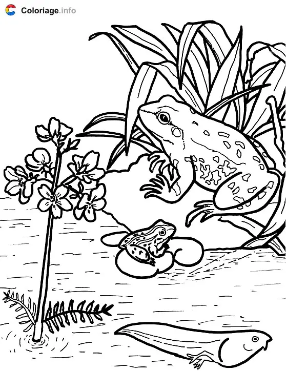 Coloriage Un têtard qui devient une grenouille - Grenouille à imprimer