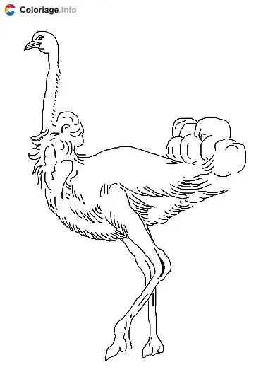 Coloriage Une autruche élégante - Autruche à imprimer