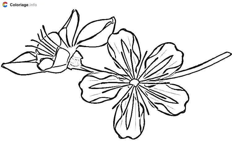 Coloriage Une fleur de cerisier - Japon à imprimer