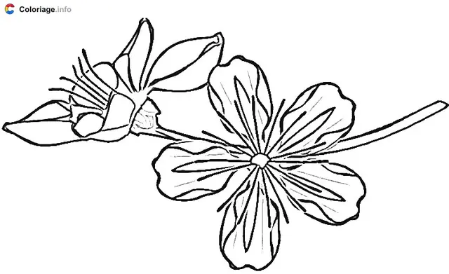 Coloriage Une fleur de cerisier - Japon à imprimer