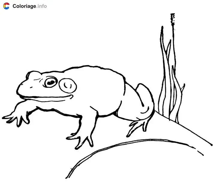Coloriage Une grenouille sous l'eau - Grenouille à imprimer