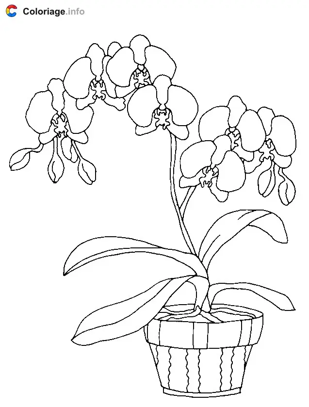 Coloriage Une orchidée dans un pot de fleur - Plantes à imprimer