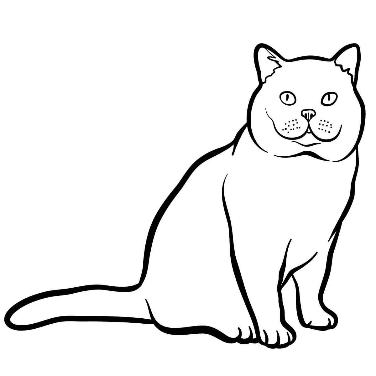 Coloriage Une Tête Très Ronde Le British Shorthair Est Originaire De Grande Bretagne - Chat à imprimer