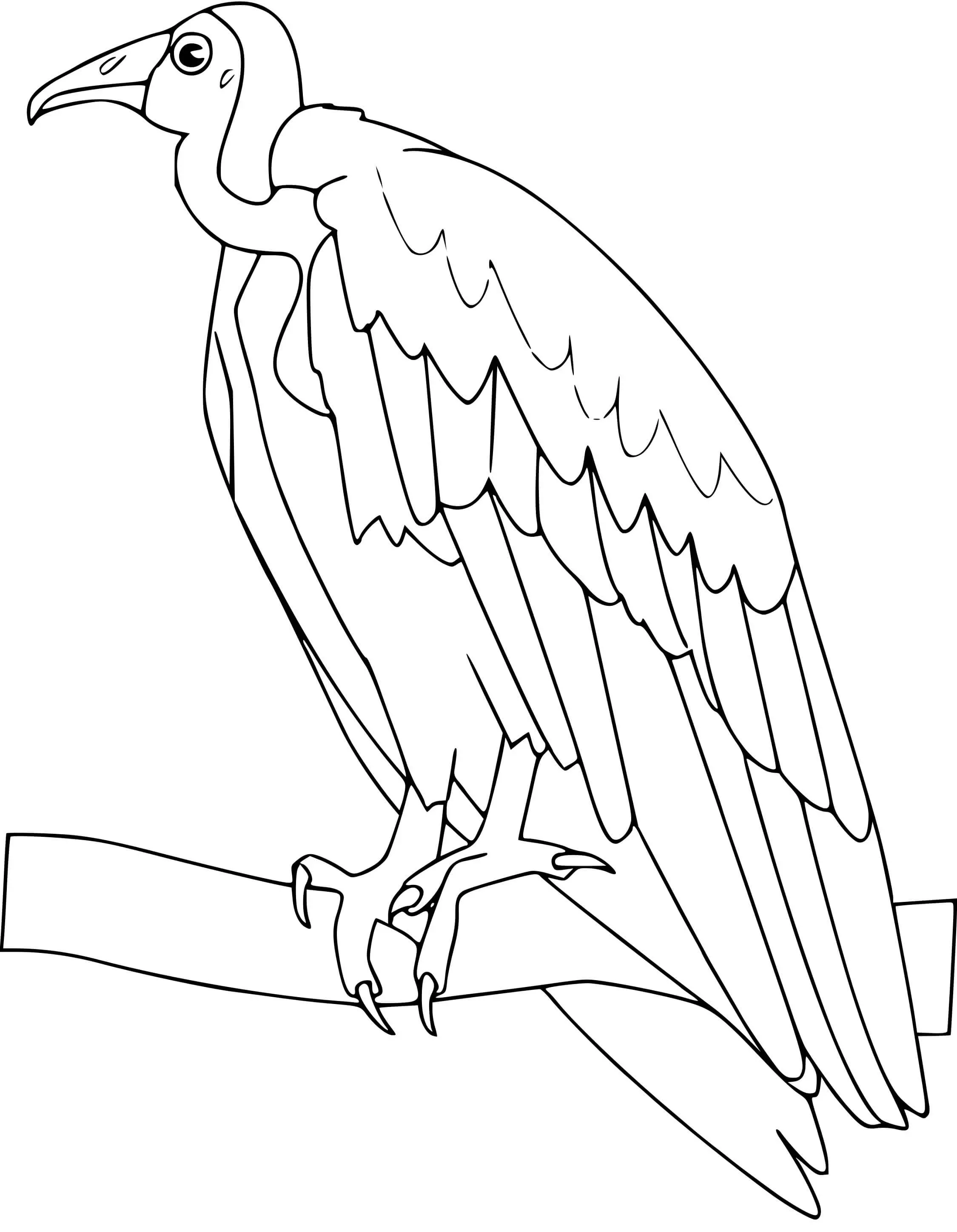 Coloriage Vautour - Oiseau à imprimer