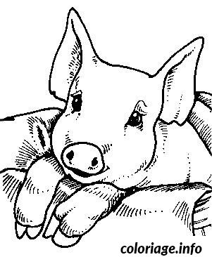 Coloriage Bebe Cochon Facile Dessin Animaux A Imprimer