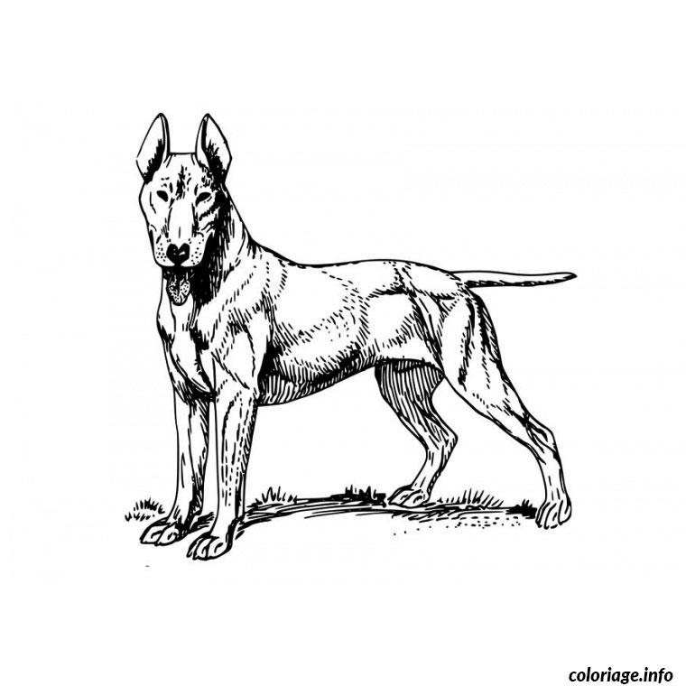 Dessin chien de race Coloriage Gratuit à Imprimer