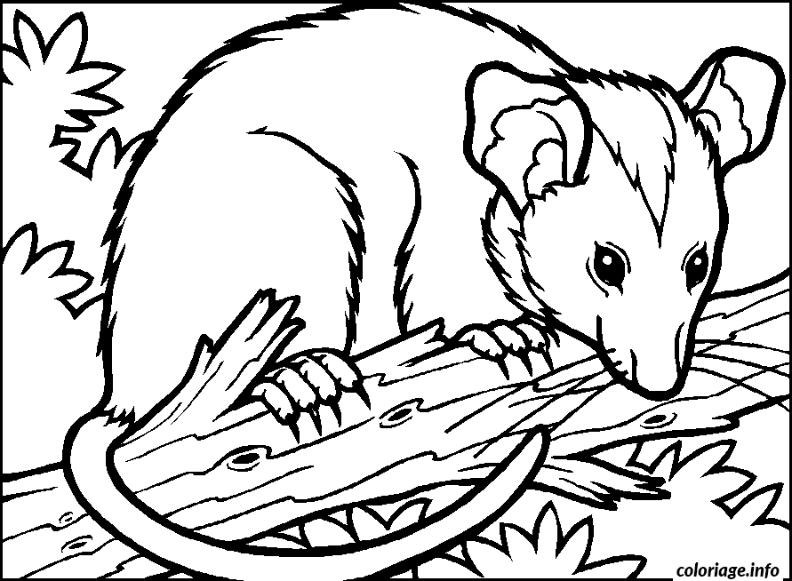 Dessin dessin animaux possum Coloriage Gratuit à Imprimer