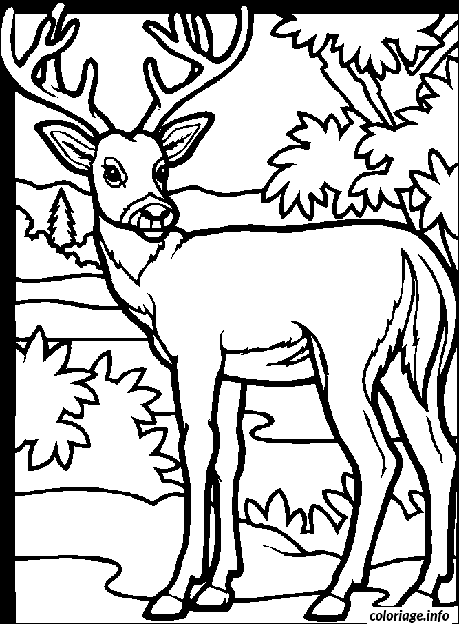 Dessin dessin animaux cerf Coloriage Gratuit à Imprimer