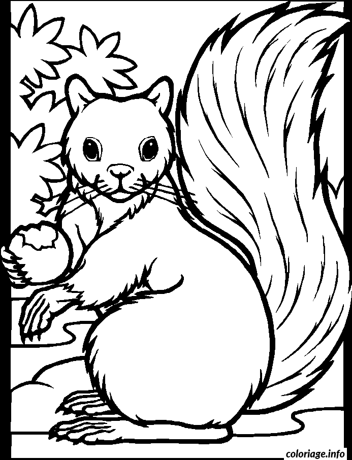 Dessin dessin animaux ecureuil Coloriage Gratuit à Imprimer