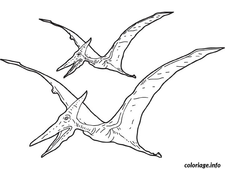 Coloriage Dessin Dinosaure Pterosauria Dessin à Imprimer
