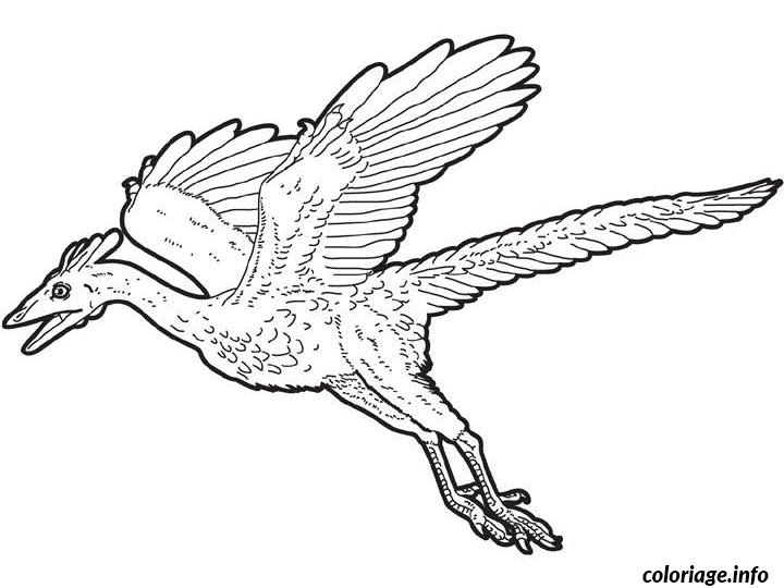 Coloriage Dessin Dinosaure Archaeopteryx Dessin à Imprimer