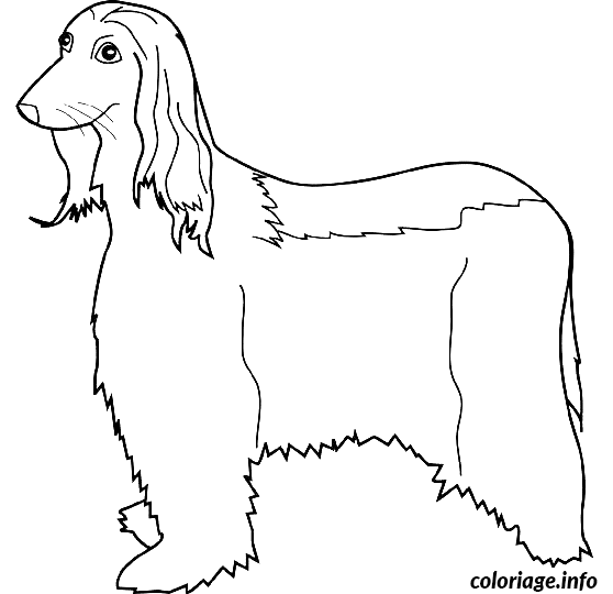 Dessin dessin chien afghan hound Coloriage Gratuit à Imprimer