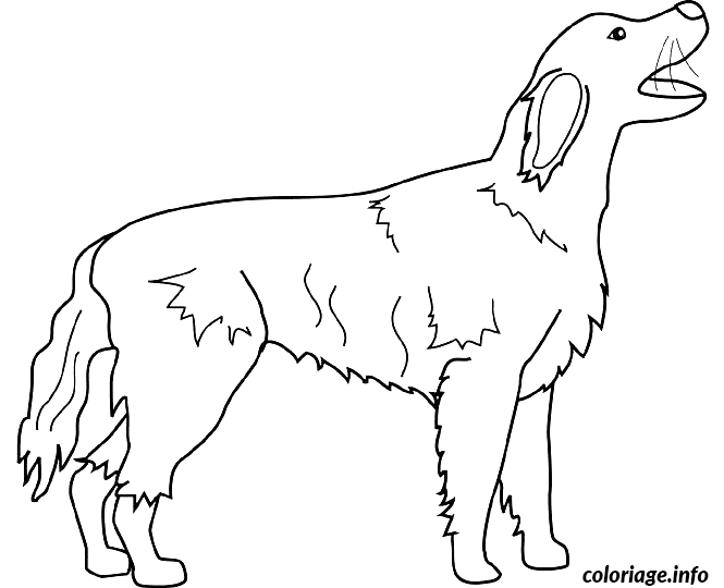 Dessin dessin chien irish setter Coloriage Gratuit à Imprimer