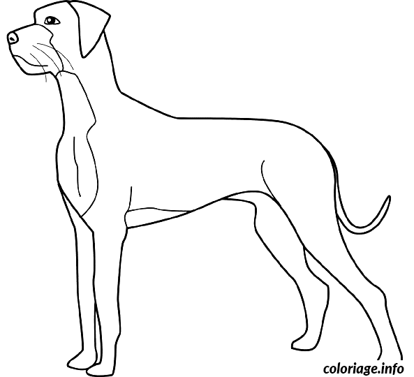 Dessin dessin chien grand danois Coloriage Gratuit à Imprimer