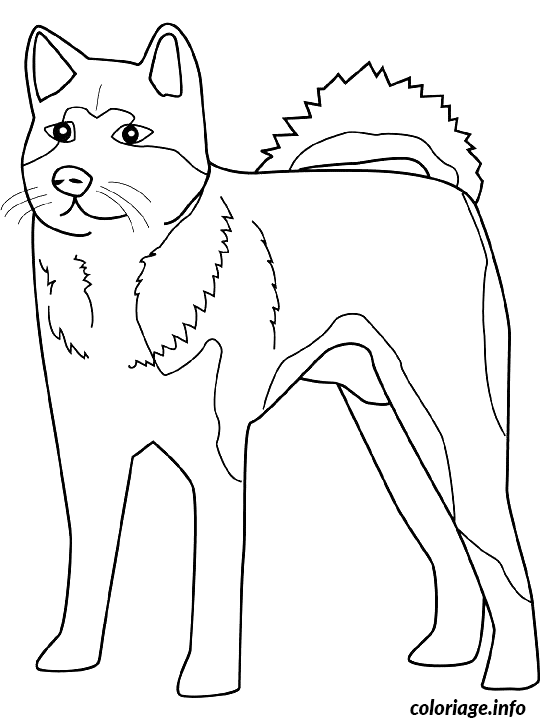 Dessin dessin chien akita Coloriage Gratuit à Imprimer