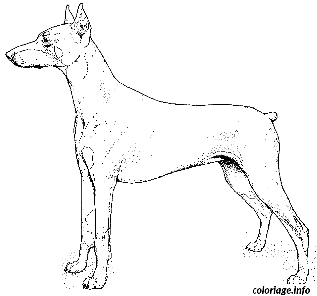coloriage dessin chien doberman a imprimer blason de mayotte