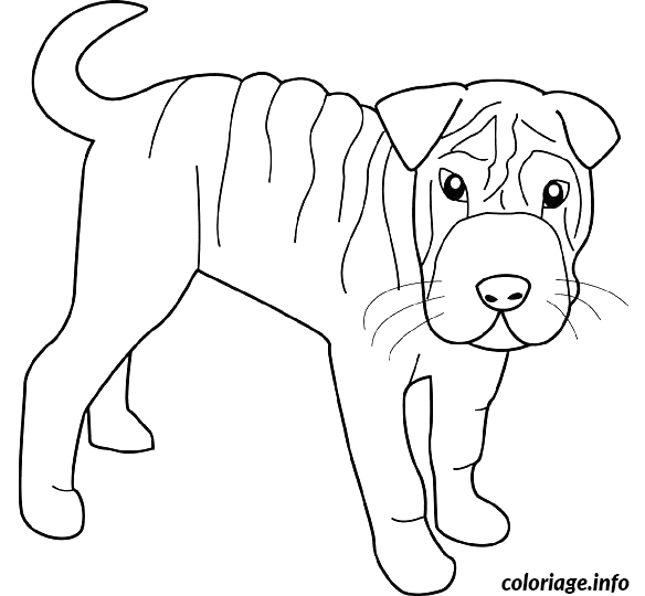 Dessin dessin chien shar pei Coloriage Gratuit à Imprimer