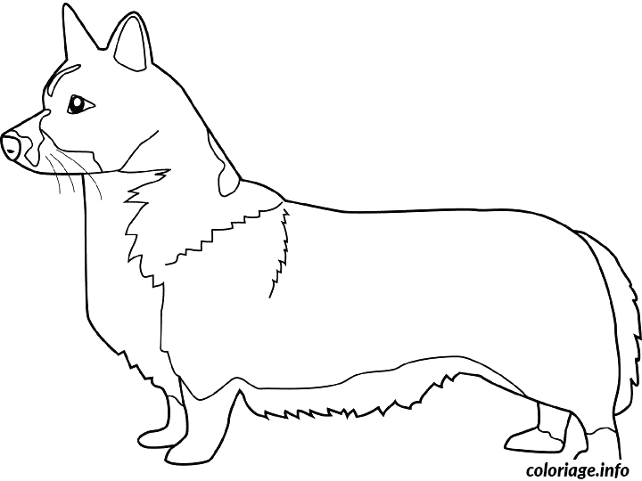 Dessin dessin chien corgi gallois Coloriage Gratuit à Imprimer
