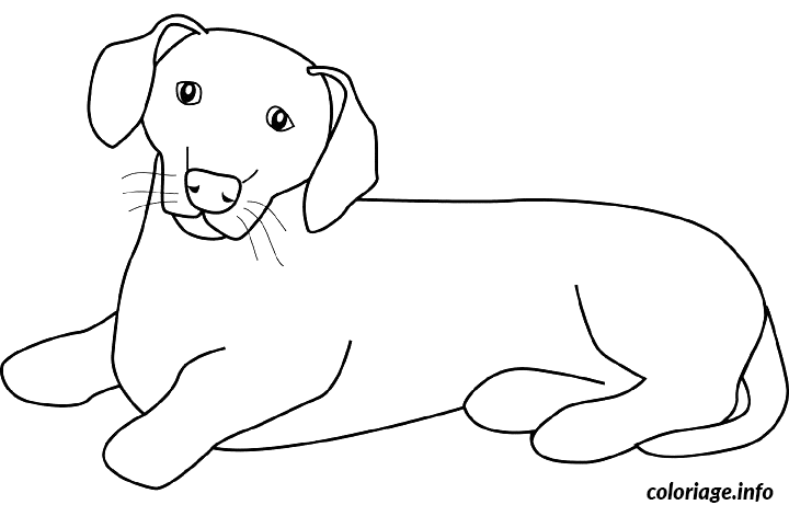 Dessin dessin chien dachsund Coloriage Gratuit à Imprimer