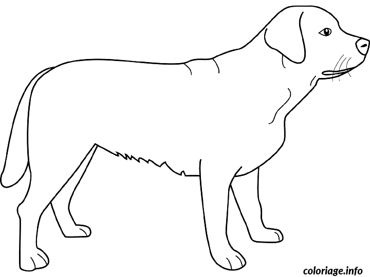 Dessin dessin chien labrador Coloriage Gratuit à Imprimer