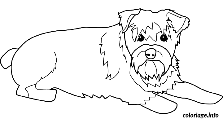 Dessin dessin chien schnauzer Coloriage Gratuit à Imprimer