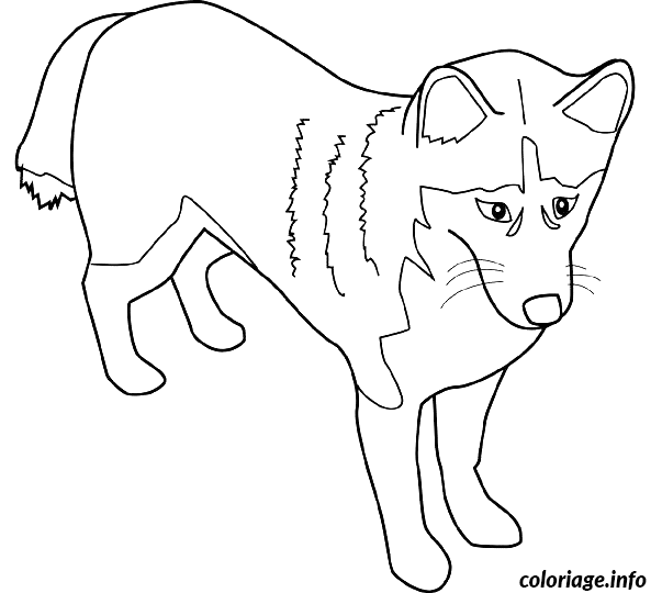 Dessin dessin chien alaskan husky Coloriage Gratuit à Imprimer