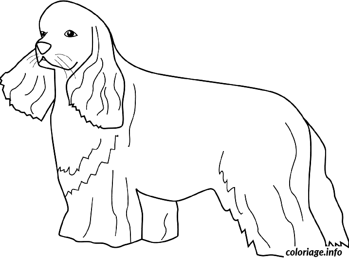 Dessin dessin chien cocker Coloriage Gratuit à Imprimer