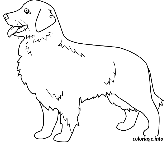 Dessin dessin chien golden retriever Coloriage Gratuit à Imprimer