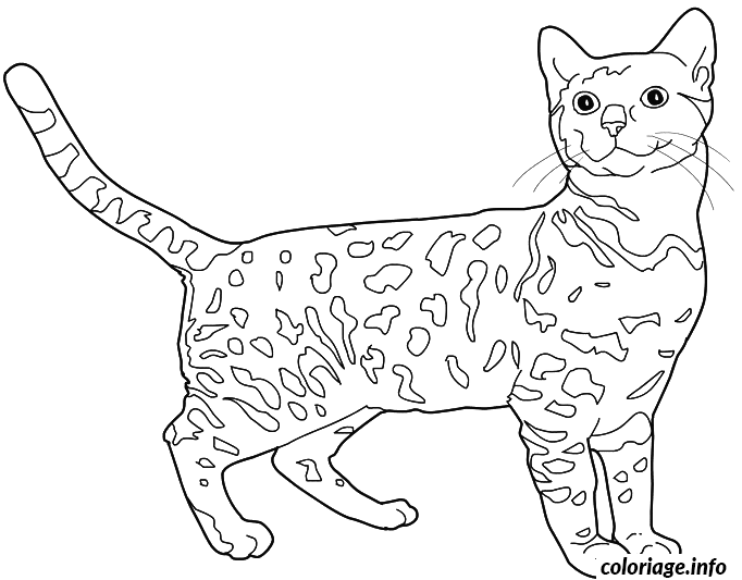 Dessin chat Bengal chat leopard Coloriage Gratuit à Imprimer