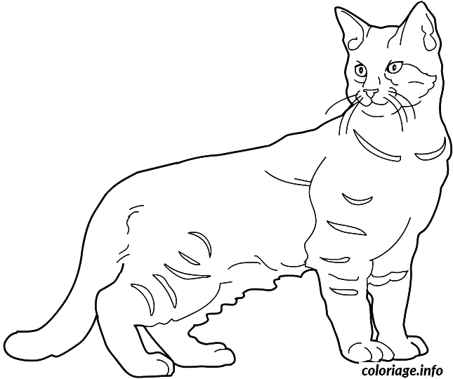 Dessin chat Pixie Bob Coloriage Gratuit à Imprimer