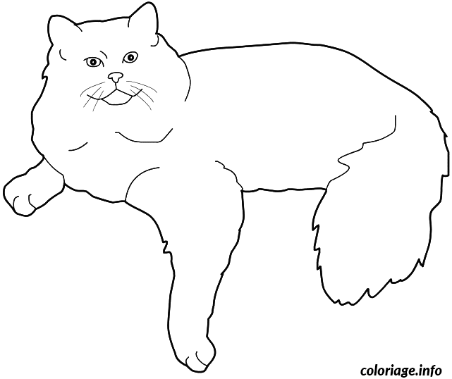 Dessin chat Ragdoll Coloriage Gratuit à Imprimer