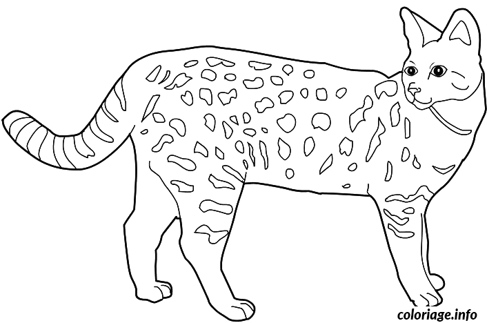 Dessin chat Savannah Coloriage Gratuit à Imprimer