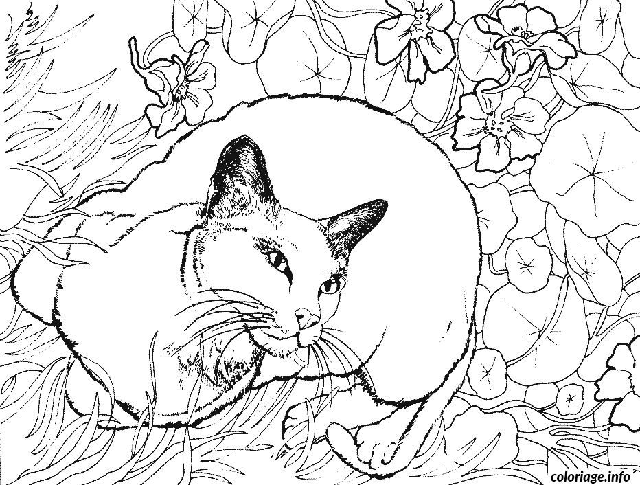 Dessin un chat allonge sur des fleurs Coloriage Gratuit à Imprimer