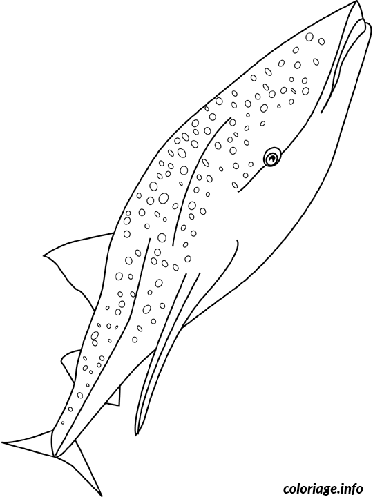 Dessin baleine requin Coloriage Gratuit à Imprimer