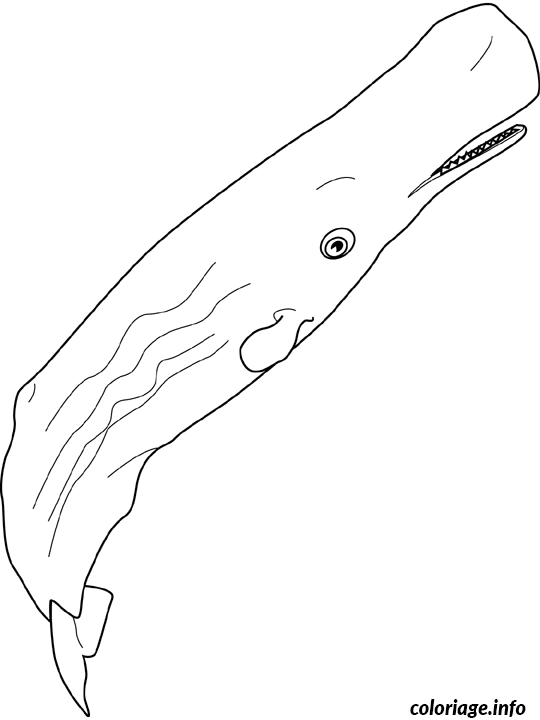 Dessin baleine sperm Coloriage Gratuit à Imprimer