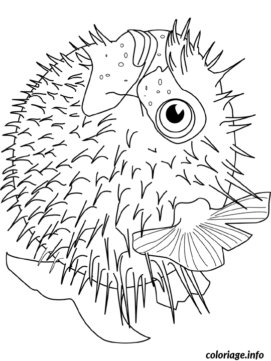 Dessin blowfish Coloriage Gratuit à Imprimer