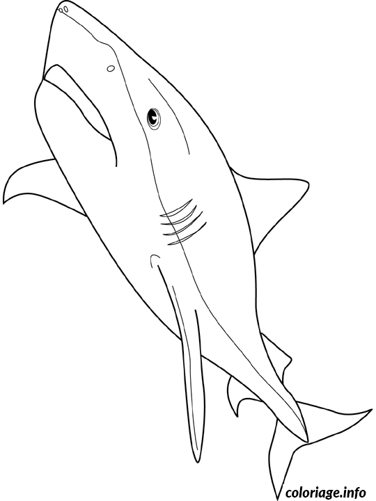 Dessin requin tigre Coloriage Gratuit à Imprimer