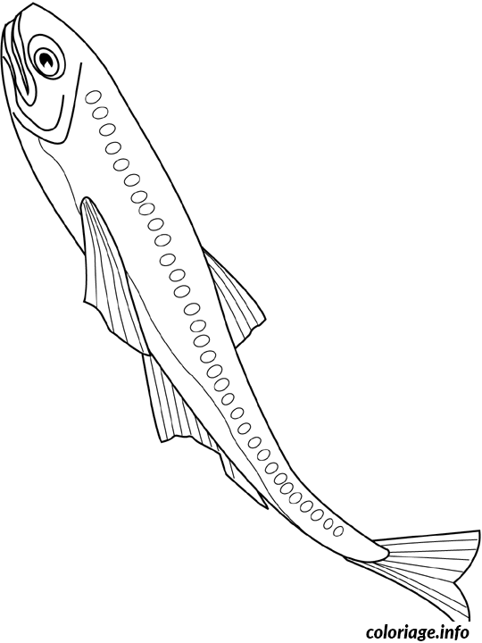 Dessin lanternfish Coloriage Gratuit à Imprimer