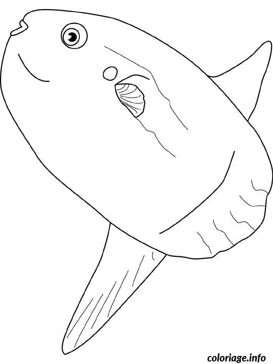 Dessin ocean sunfish Coloriage Gratuit à Imprimer