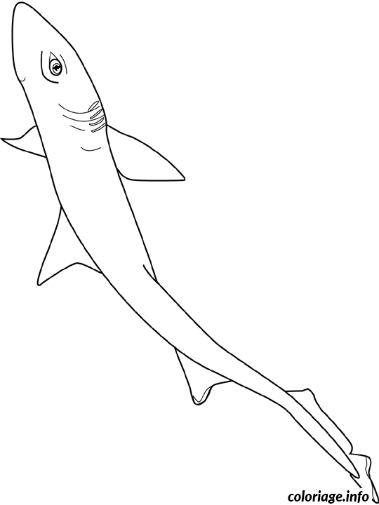 Dessin aigrefin chien mer Coloriage Gratuit à Imprimer