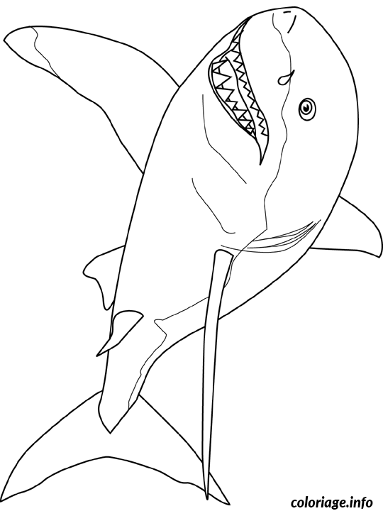 Dessin great white shark Coloriage Gratuit à Imprimer