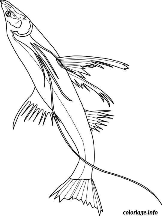 Dessin tripodfish Coloriage Gratuit à Imprimer