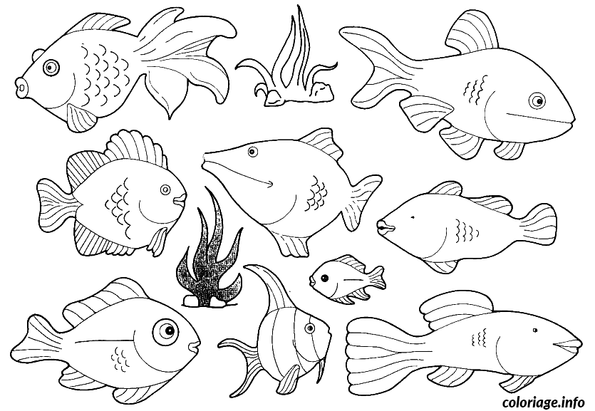 Dessin plein de poissons a colorier Coloriage Gratuit à Imprimer