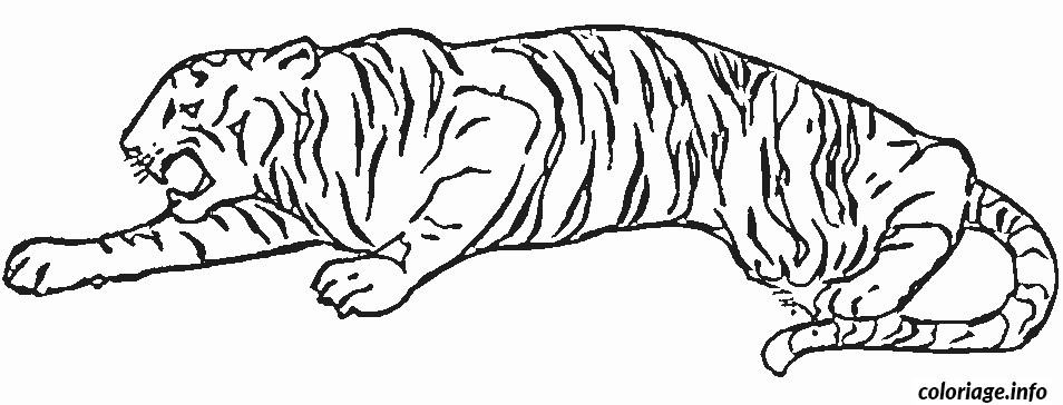 Coloriage Tigre En Plein Saut Dessin à Imprimer