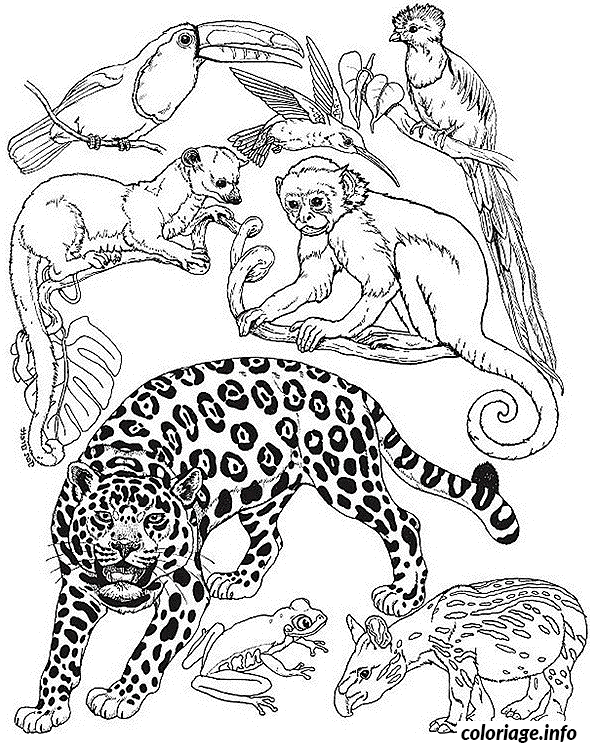 Coloriage Un Guepard Avec Les Animaux De La Jungle Dessin à Imprimer